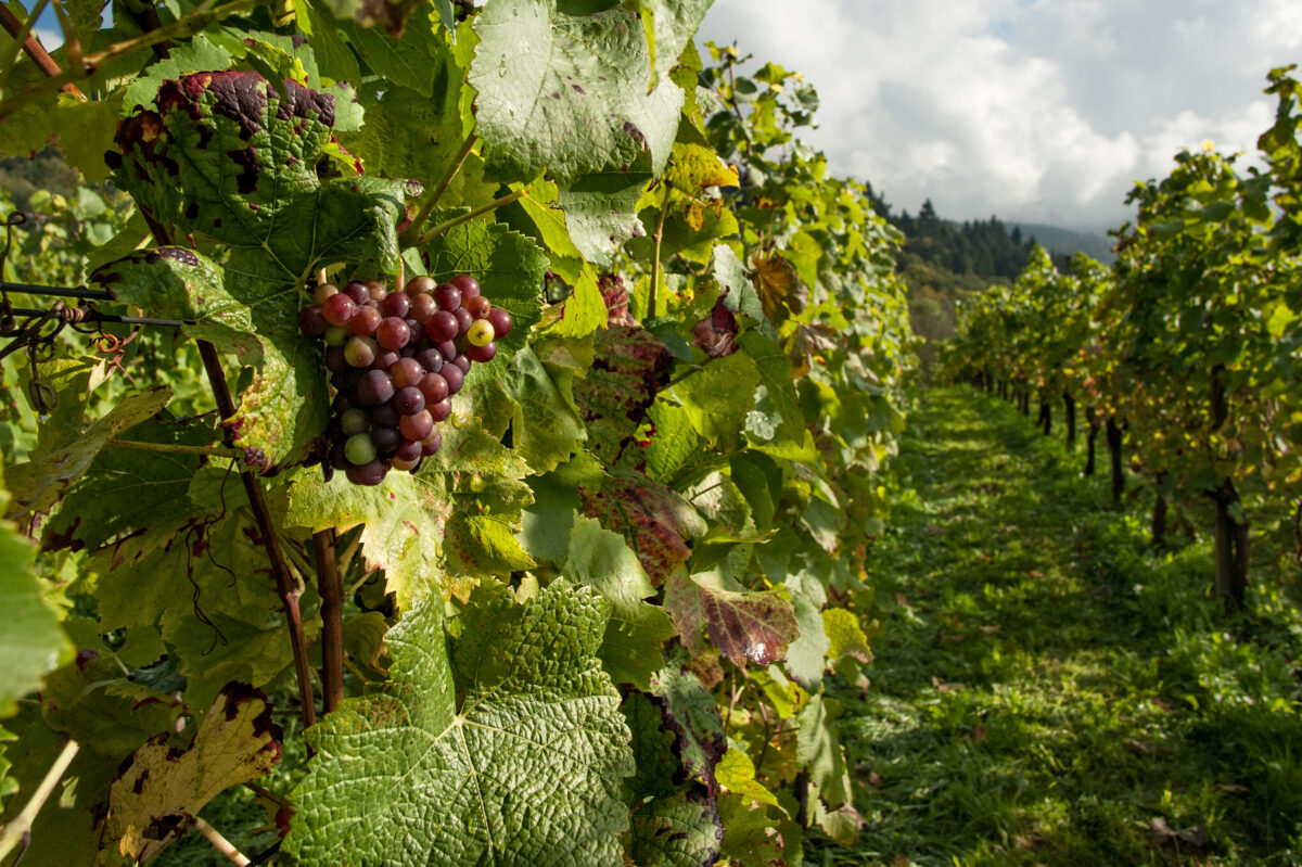 Purple grapes on a vine in a vinyard